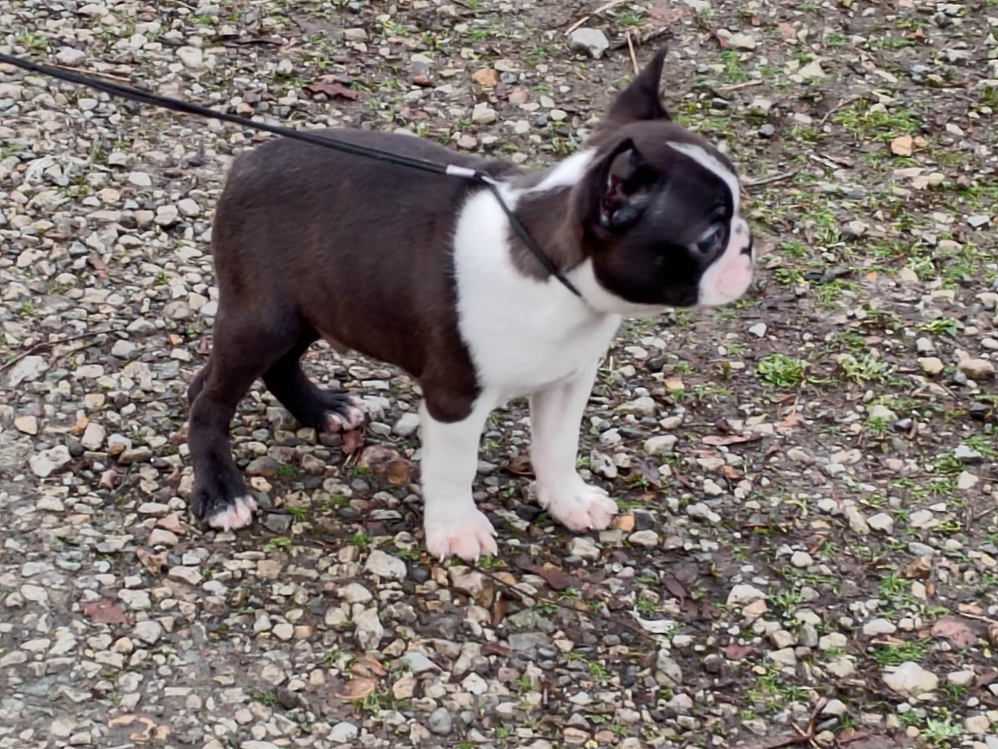 Superbe mâle disponible de suite