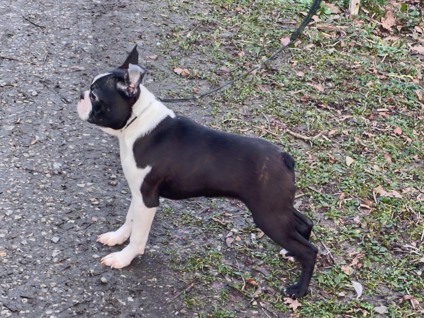 Magnifique mâle disponible de suite