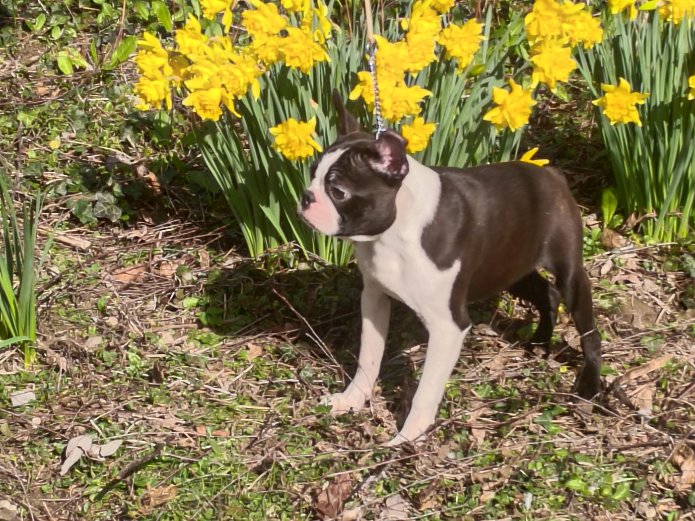 Du grand fresnoy - Adorables bb mâles 1100 euros