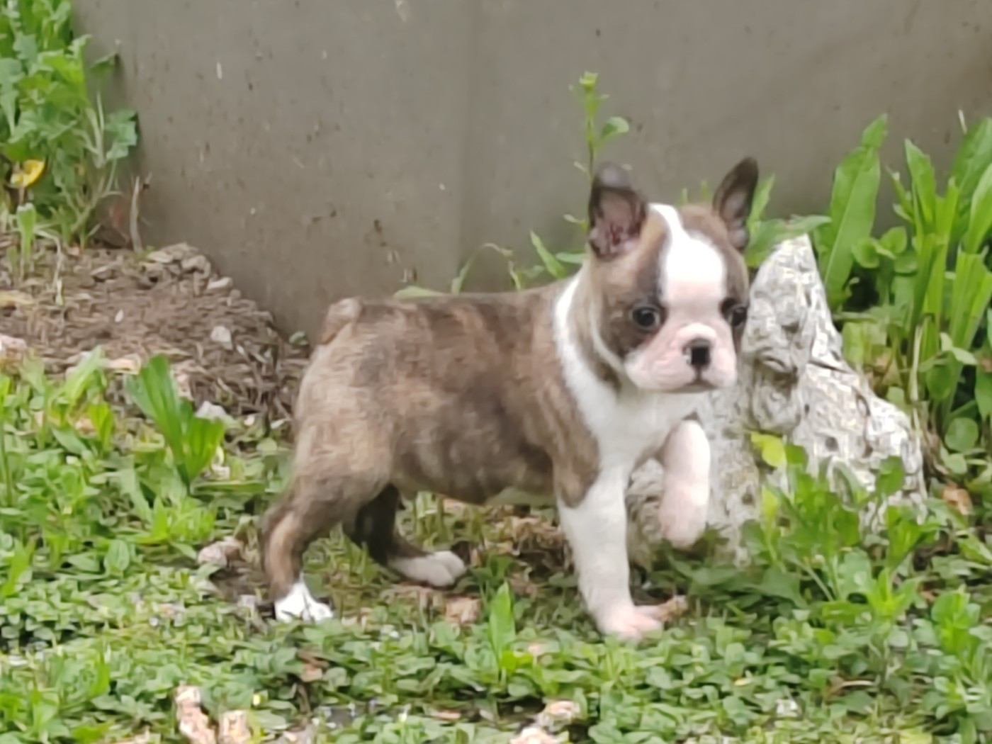 De magnifiques bb disponibles de suite