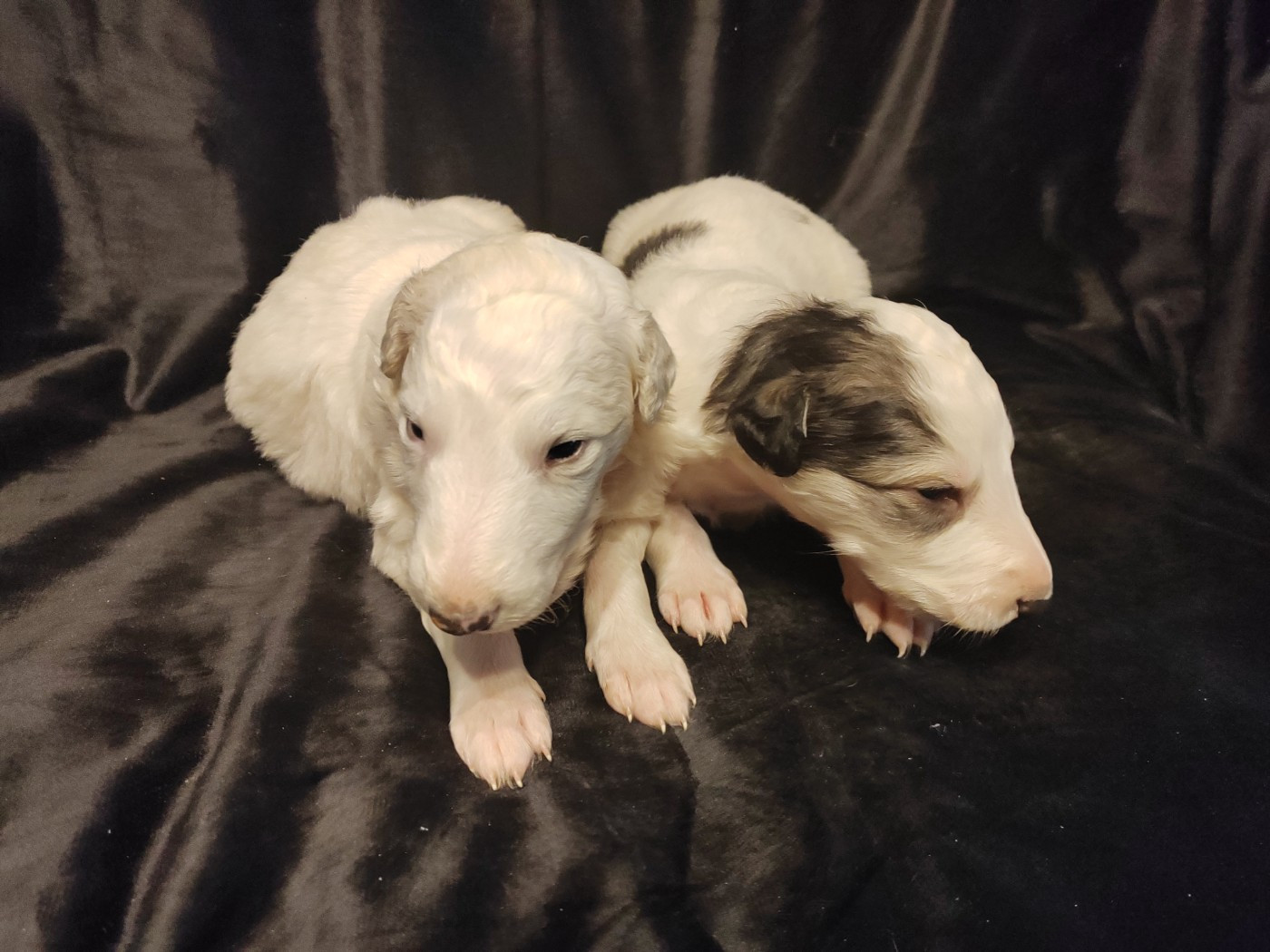 2 magnifiques bébés barzois a reserver