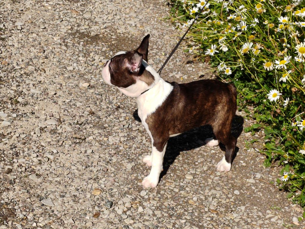 Du grand fresnoy - Adorable petit mâle 800 euros