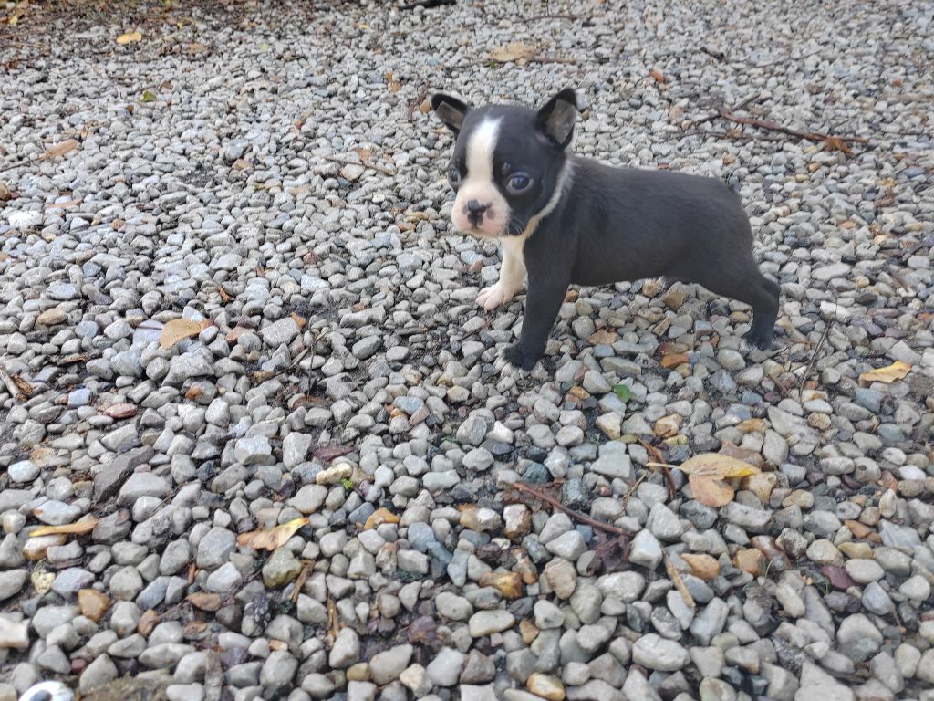 Du grand fresnoy - Chiots disponibles - Boston Terrier