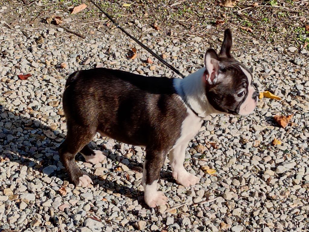 Du grand fresnoy - Chiots disponibles - Boston Terrier