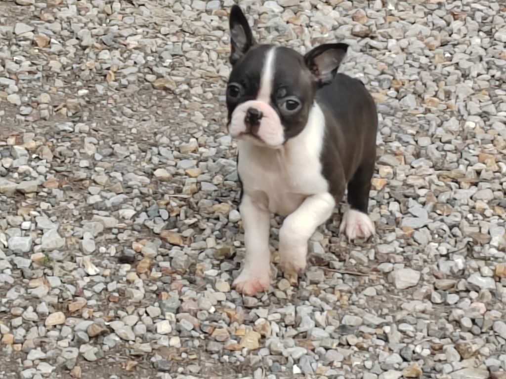 Du grand fresnoy - Chiots disponibles - Boston Terrier