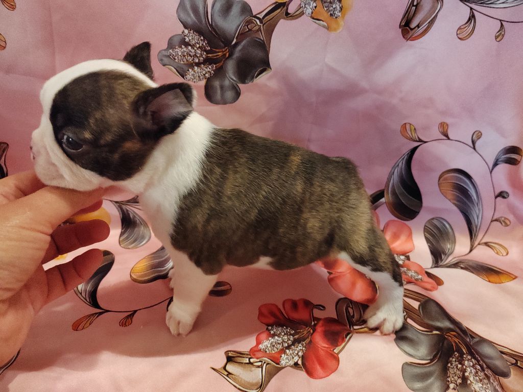 Du grand fresnoy - Chiots disponibles - Boston Terrier