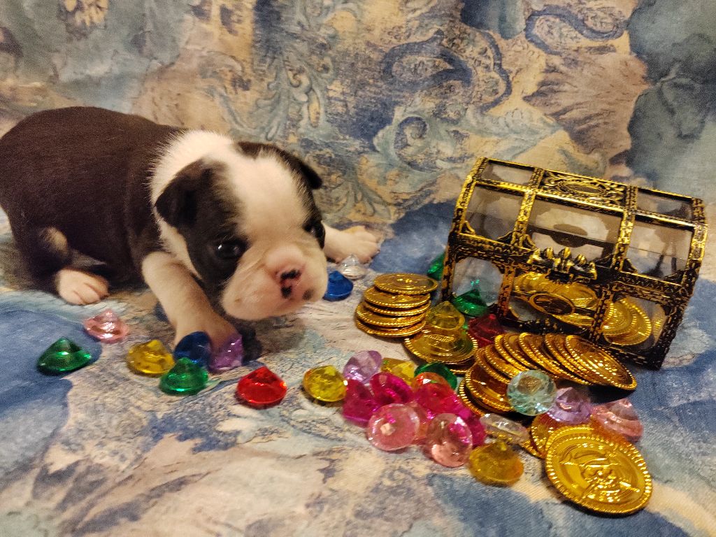 Du grand fresnoy - Chiots disponibles - Boston Terrier