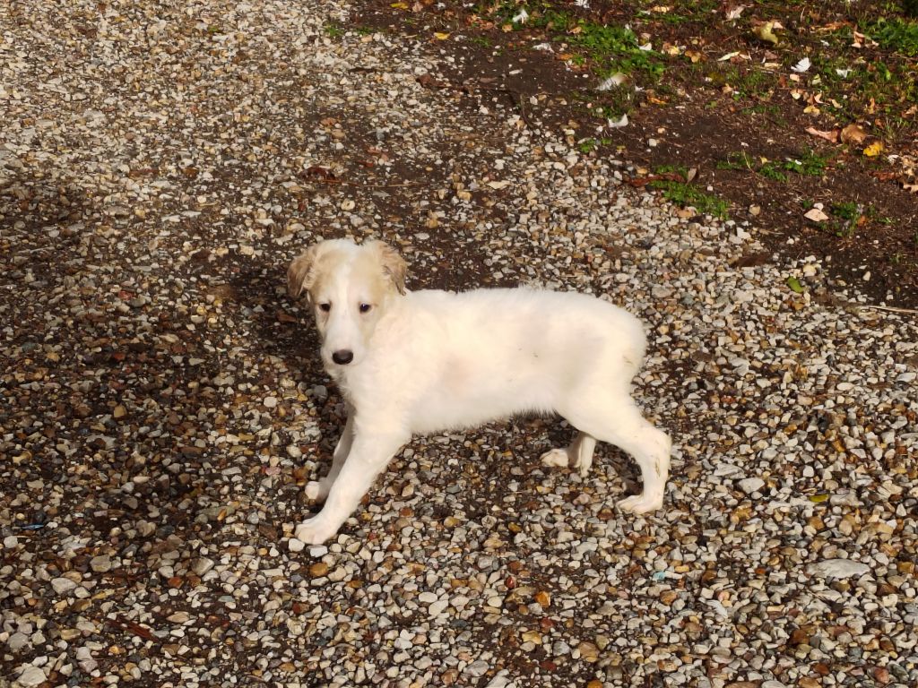 Du grand fresnoy - Chiots disponibles - Barzoi