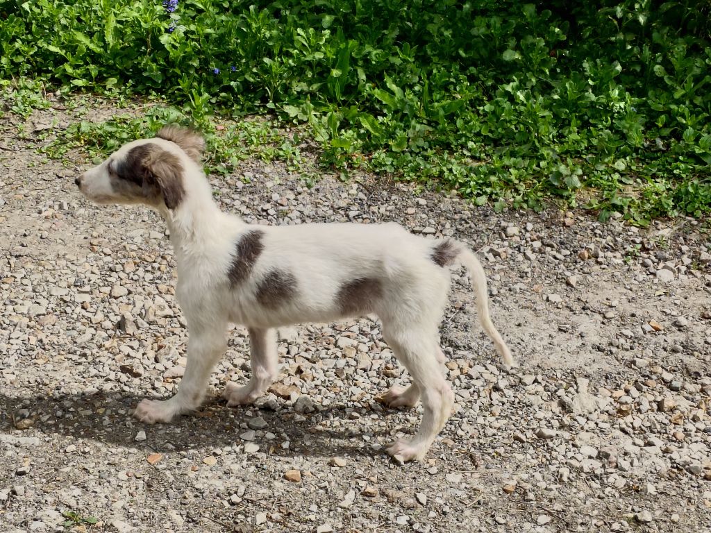 Du grand fresnoy - Chiots disponibles - Barzoi