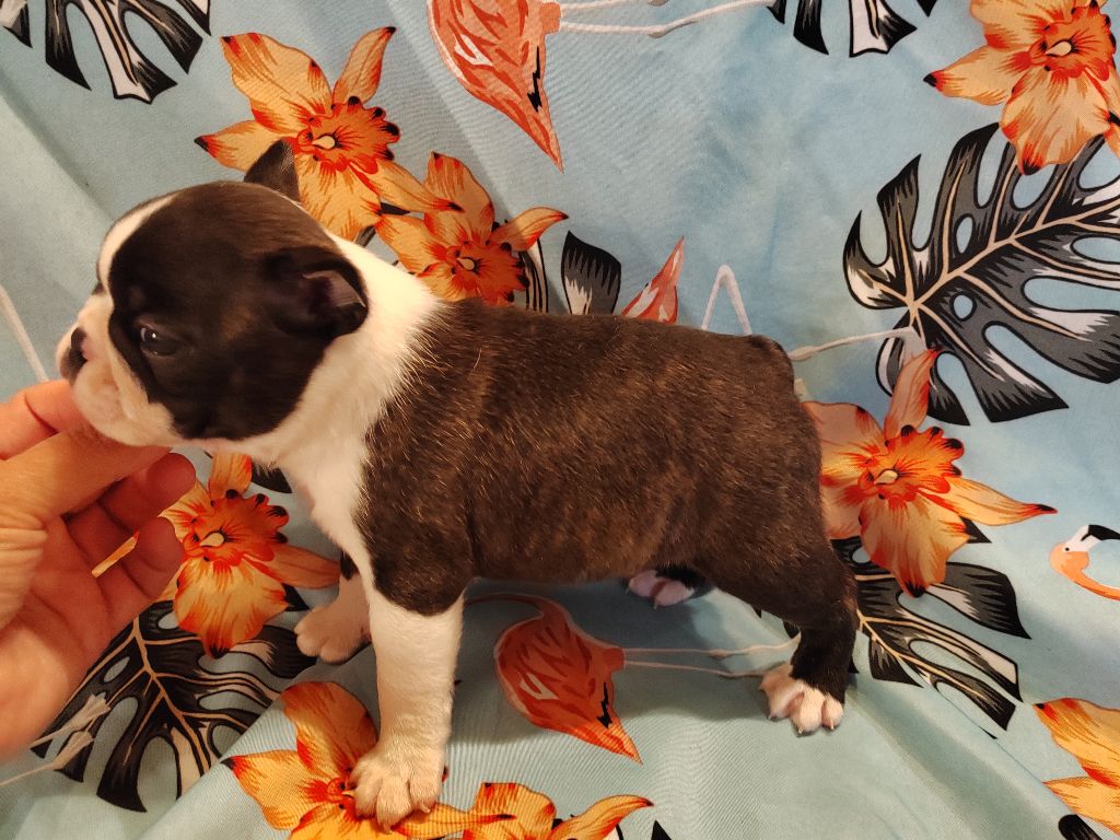 Du grand fresnoy - Chiots disponibles - Boston Terrier