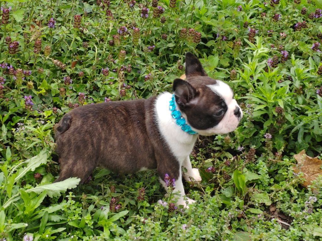 Du grand fresnoy - Chiots disponibles - Boston Terrier