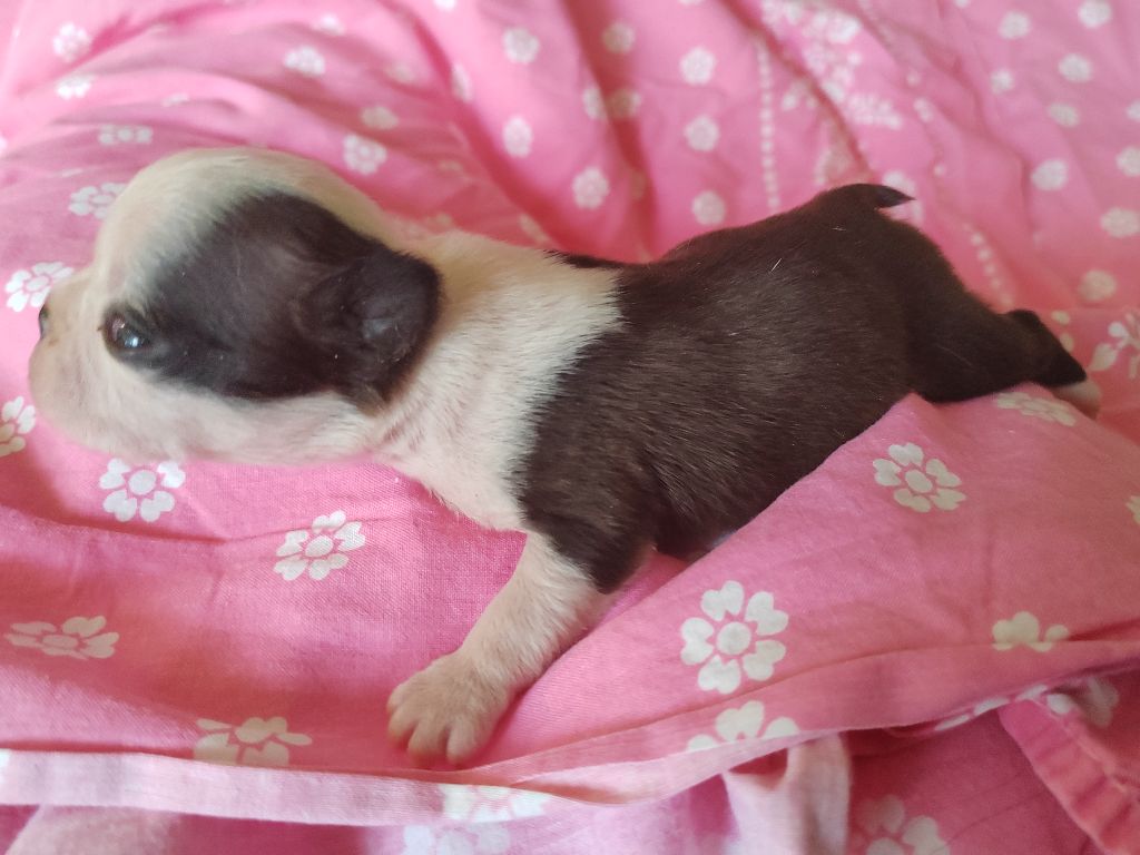 Du grand fresnoy - Chiots disponibles - Boston Terrier