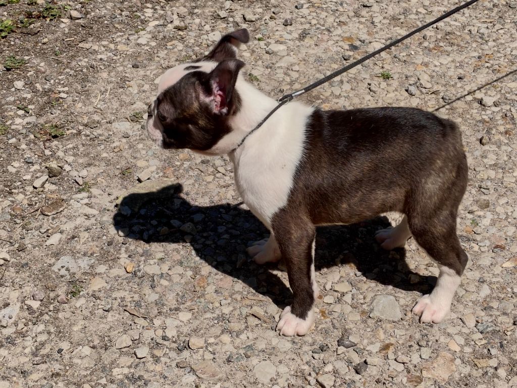 Du grand fresnoy - Chiots disponibles - Boston Terrier