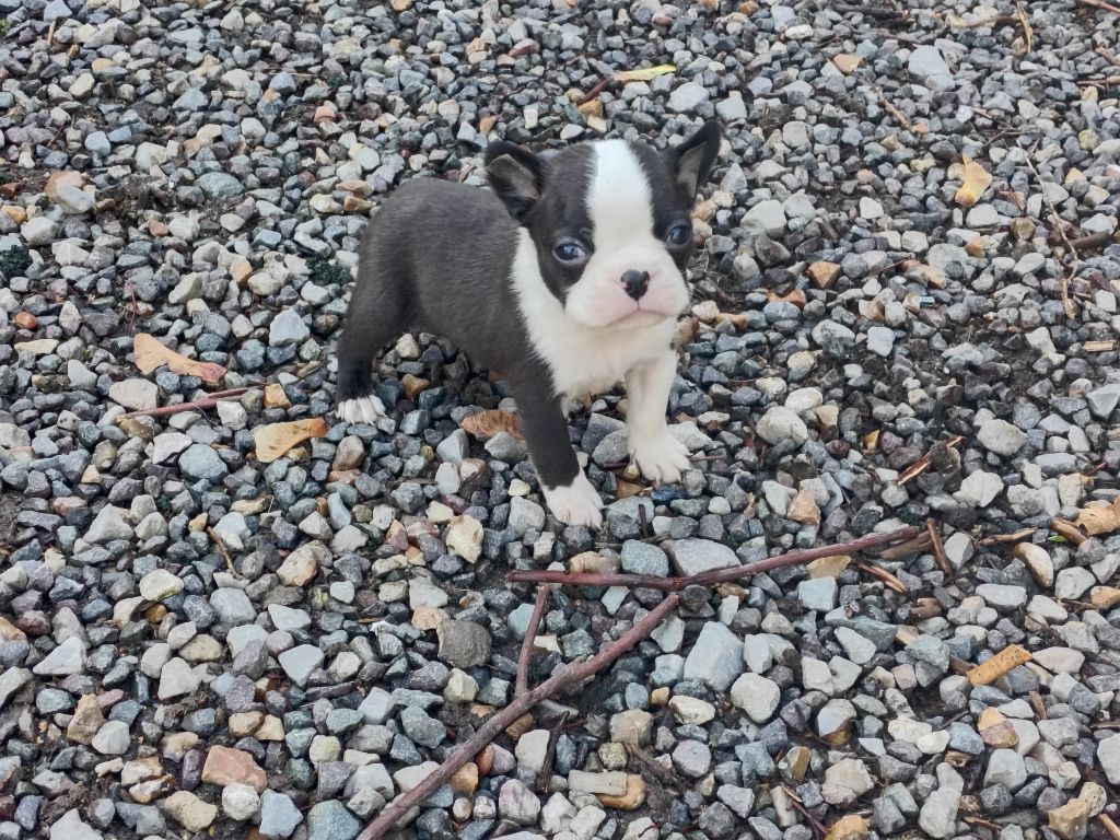 Du grand fresnoy - Chiots disponibles - Boston Terrier