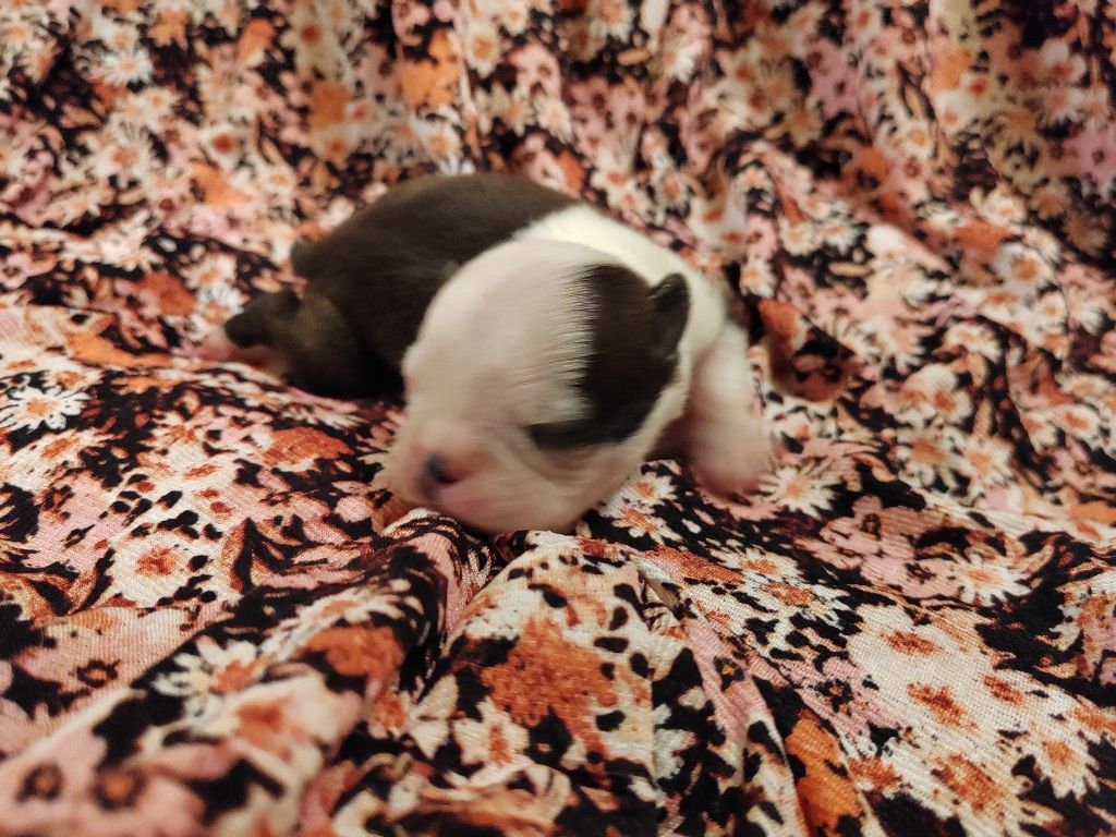 Du grand fresnoy - Chiots disponibles - Boston Terrier