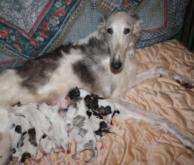 Chiot Barzoi Du grand fresnoy