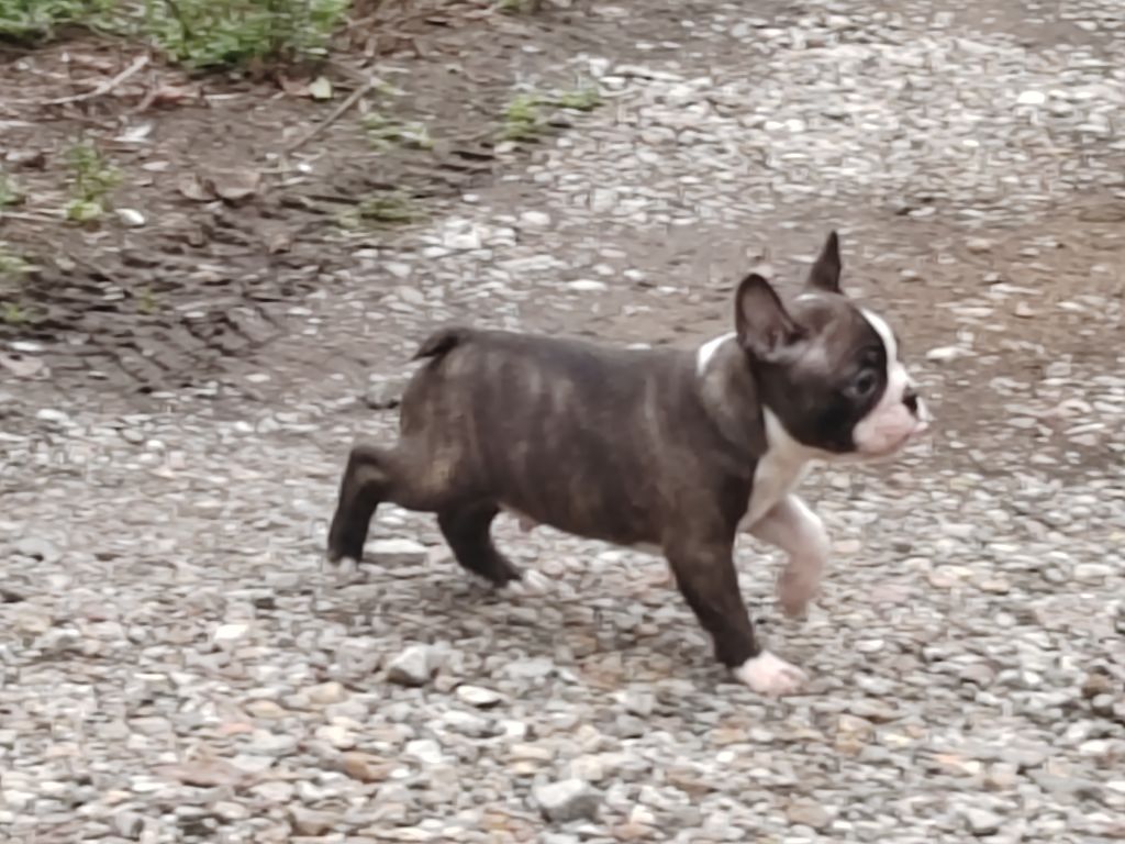 Du grand fresnoy - Chiots disponibles - Boston Terrier