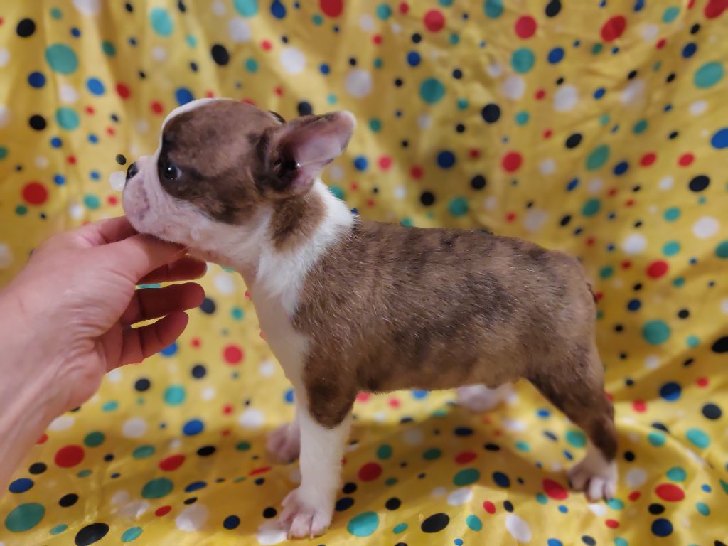 Du grand fresnoy - Chiots disponibles - Boston Terrier