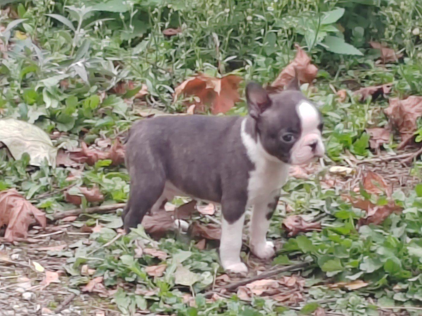 Du grand fresnoy - Chiots disponibles - Boston Terrier