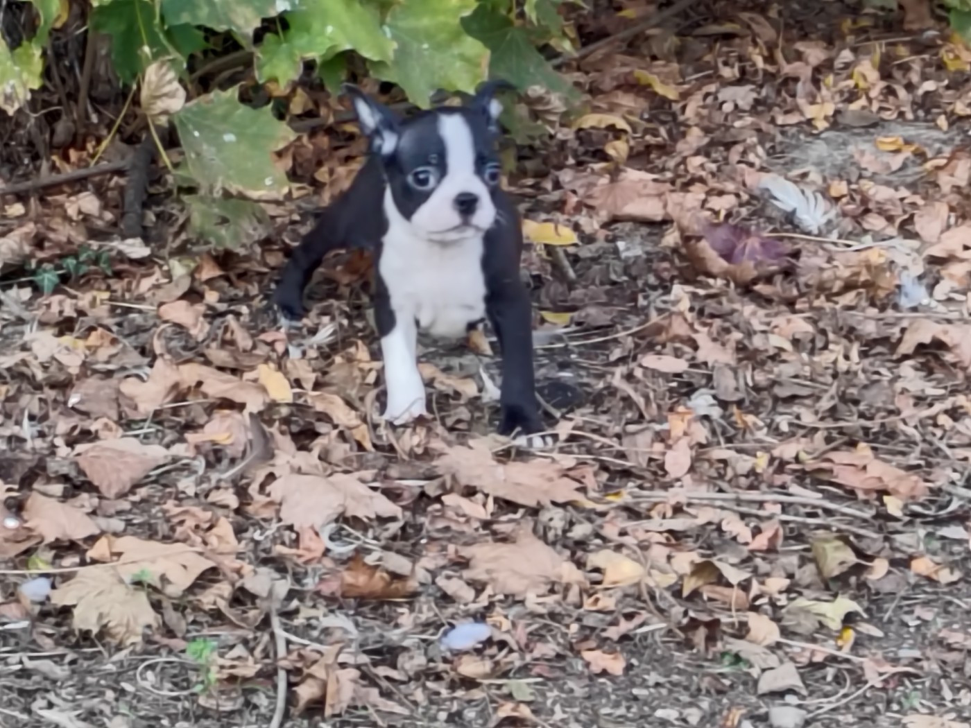 Du grand fresnoy - Chiots disponibles - Boston Terrier