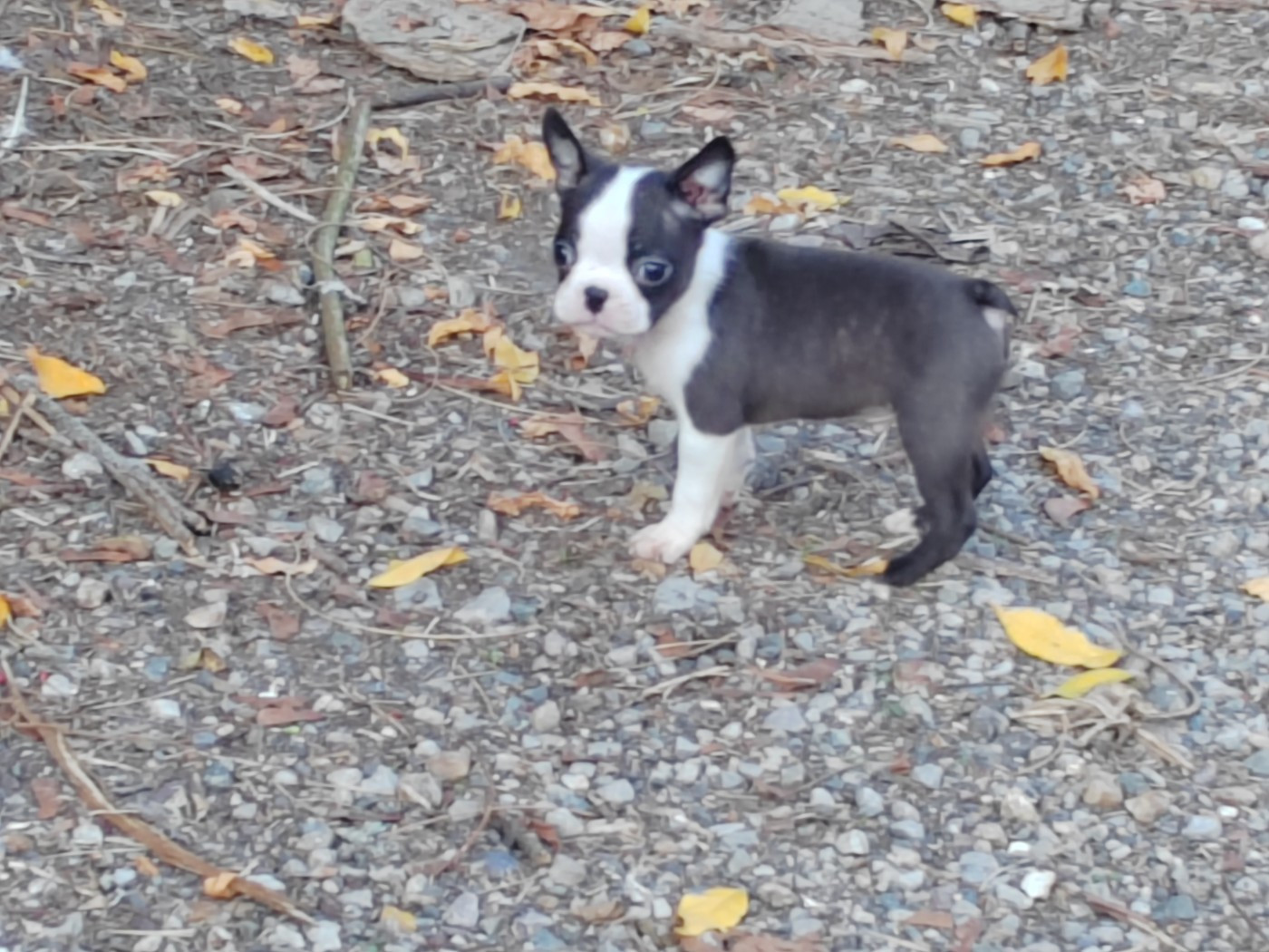 Du grand fresnoy - Chiots disponibles - Boston Terrier