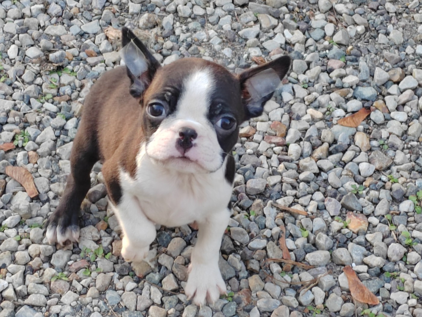 Du grand fresnoy - Chiots disponibles - Boston Terrier