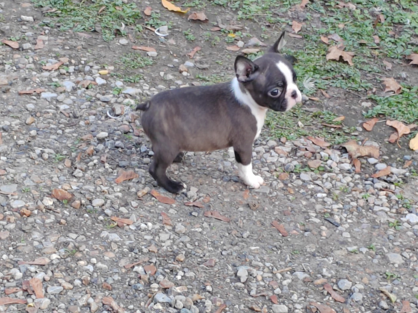 Du grand fresnoy - Chiots disponibles - Boston Terrier