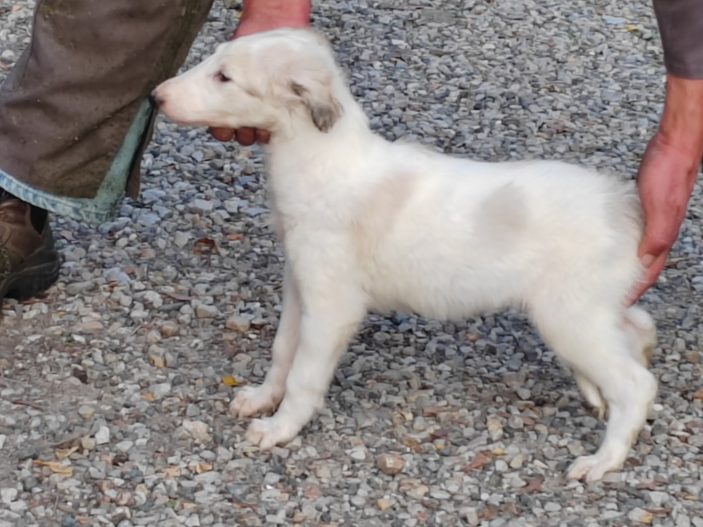 Du grand fresnoy - Chiots disponibles - Barzoi