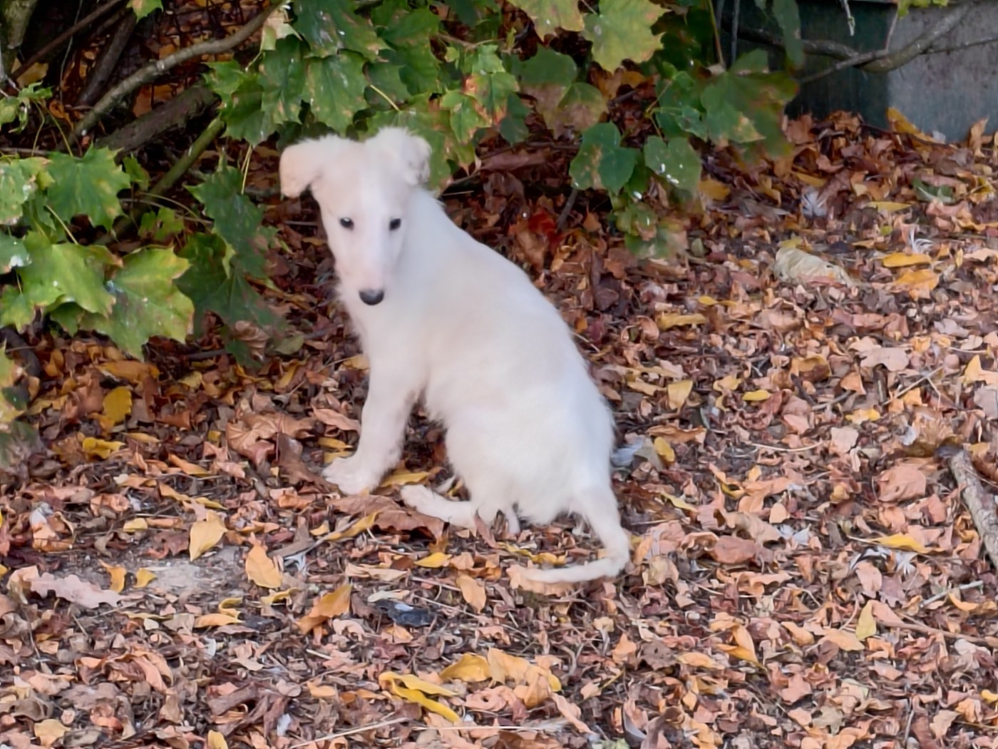 Du grand fresnoy - Chiots disponibles - Barzoi