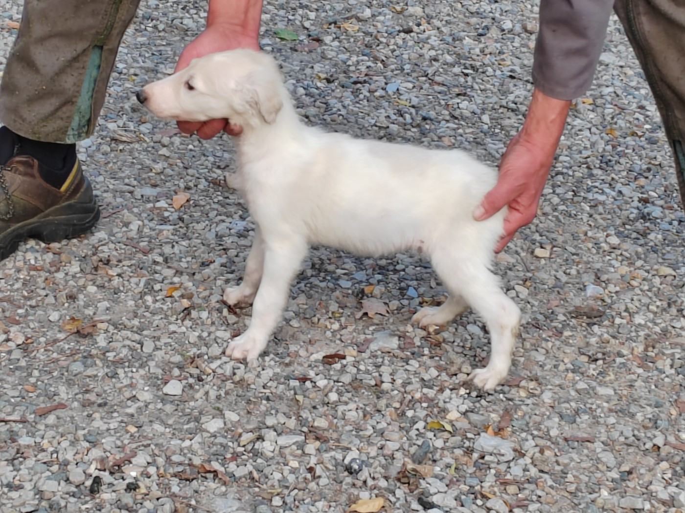 Du grand fresnoy - Chiots disponibles - Barzoi