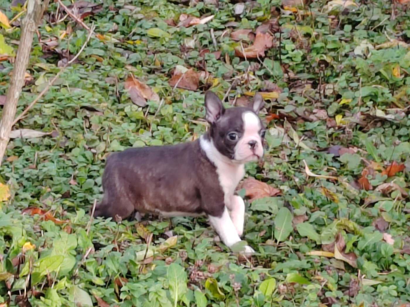 Du grand fresnoy - Boston Terrier - Portée née le 28/08/2025