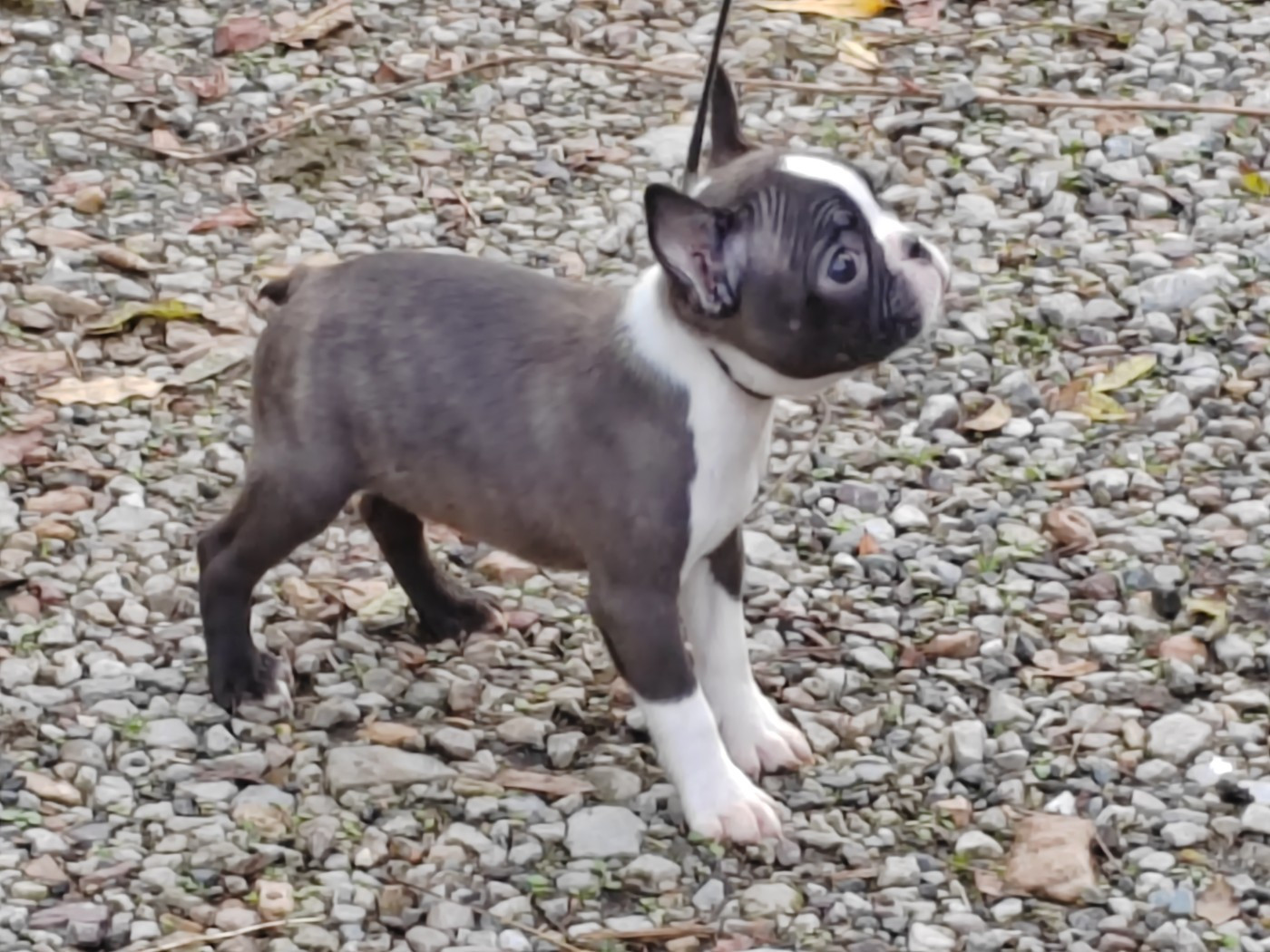 Du grand fresnoy - Boston Terrier - Portée née le 13/08/2025