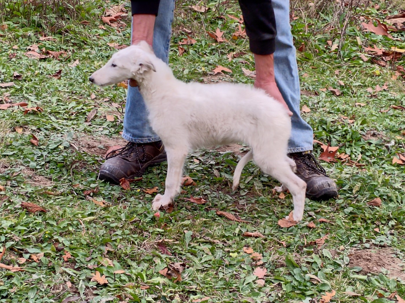 Du grand fresnoy - Chiots disponibles - Barzoi