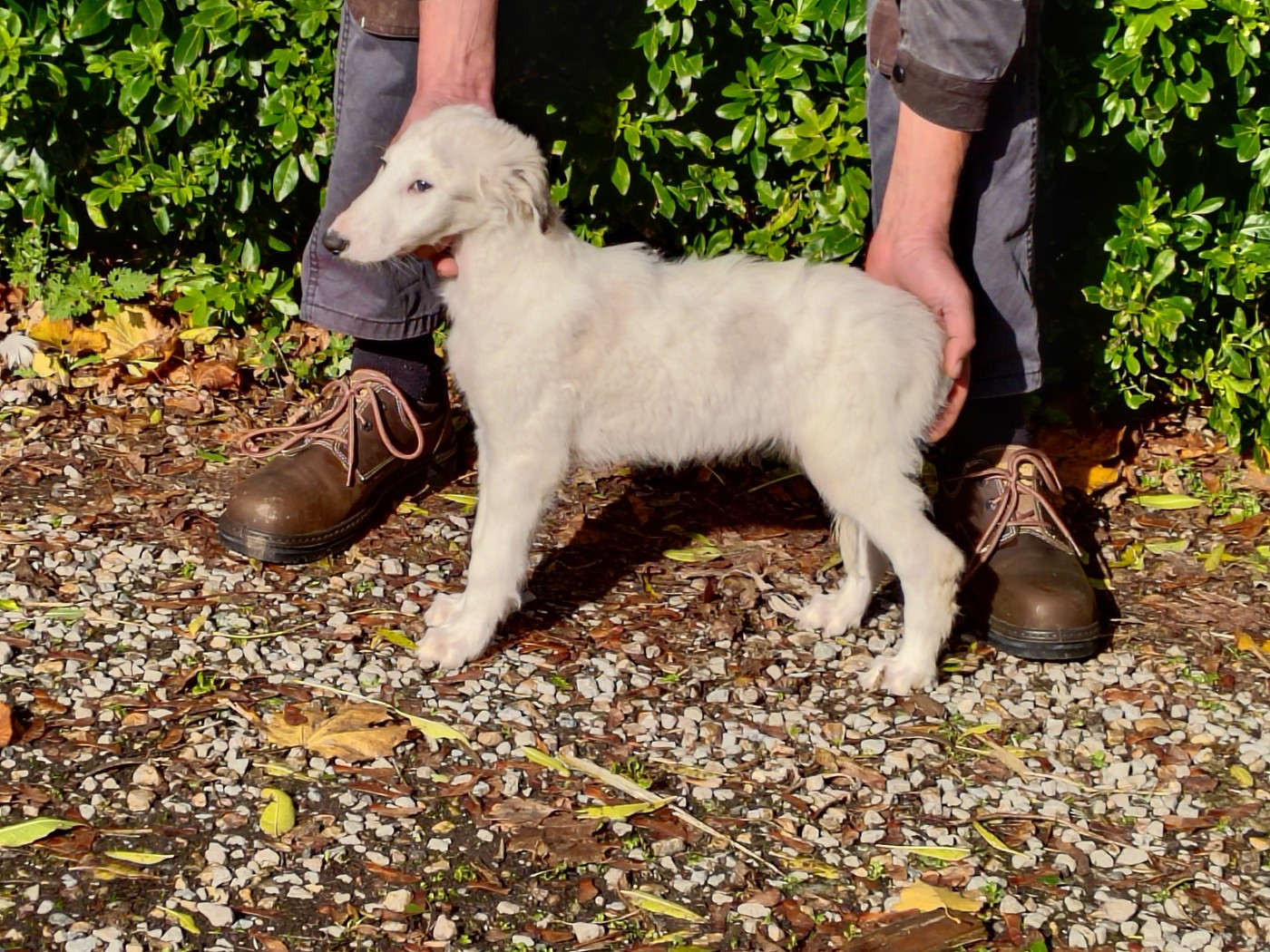 Du grand fresnoy - Chiots disponibles - Barzoi
