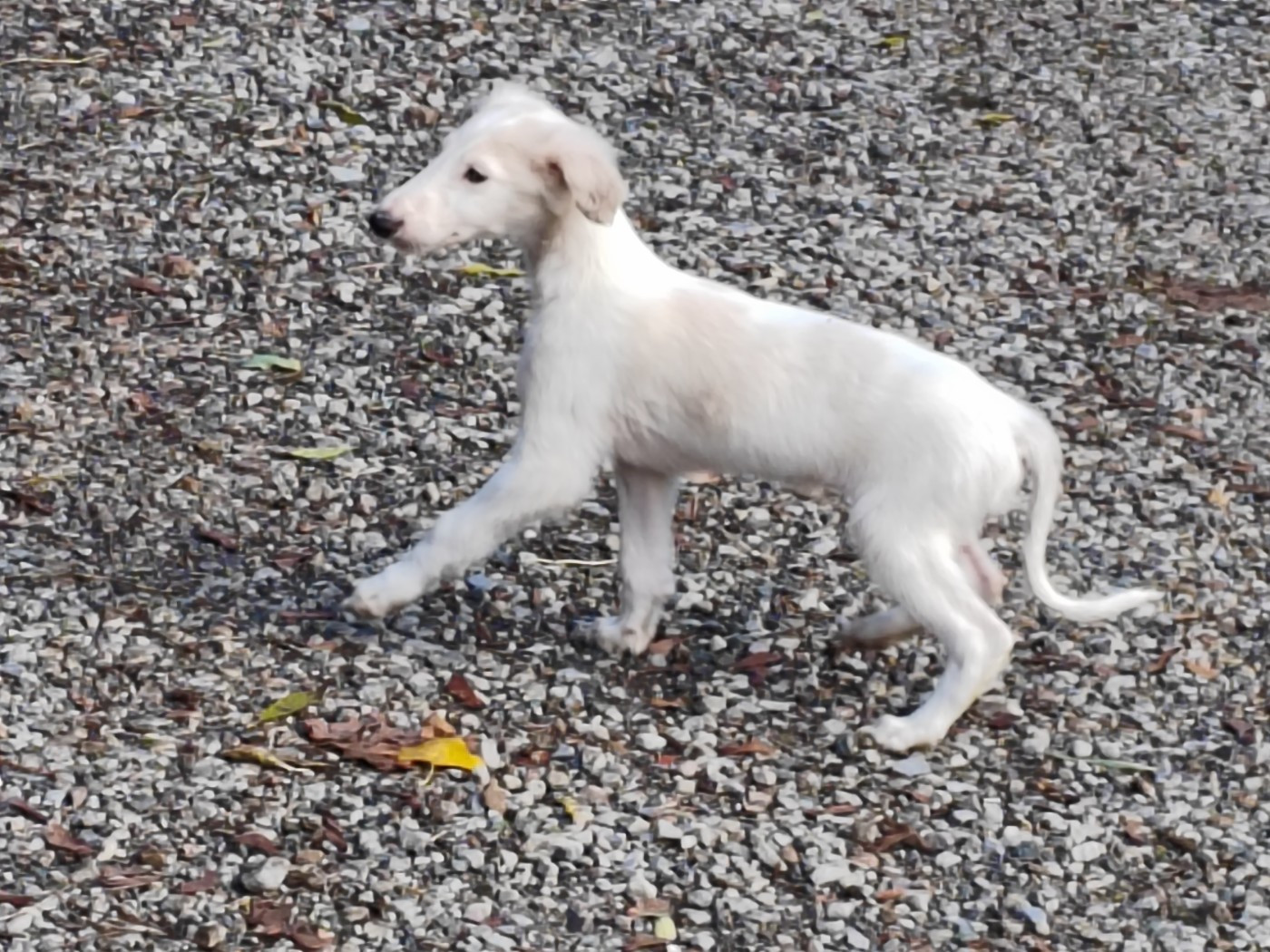 Du grand fresnoy - Chiots disponibles - Barzoi