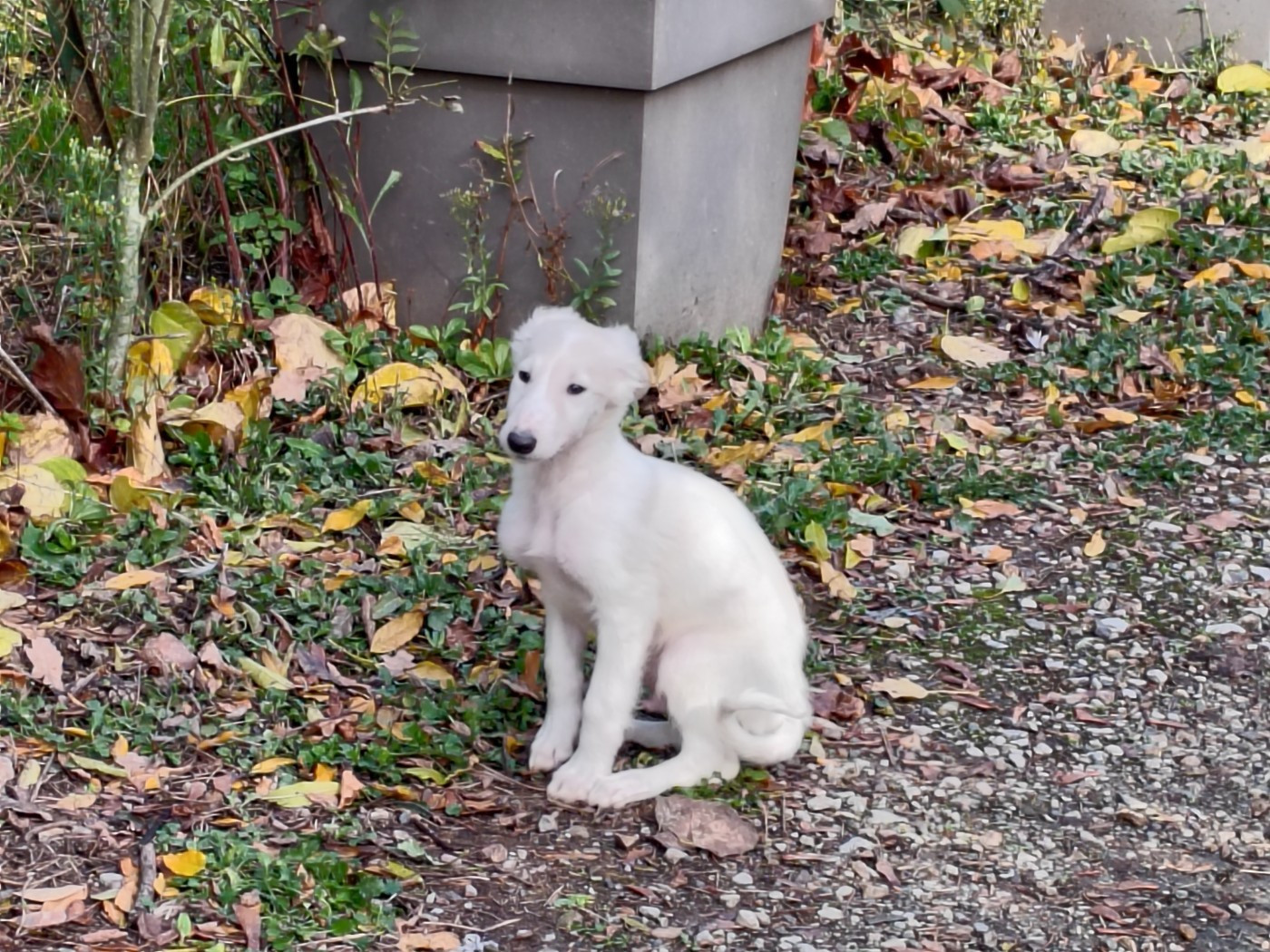 Du grand fresnoy - Chiots disponibles - Barzoi