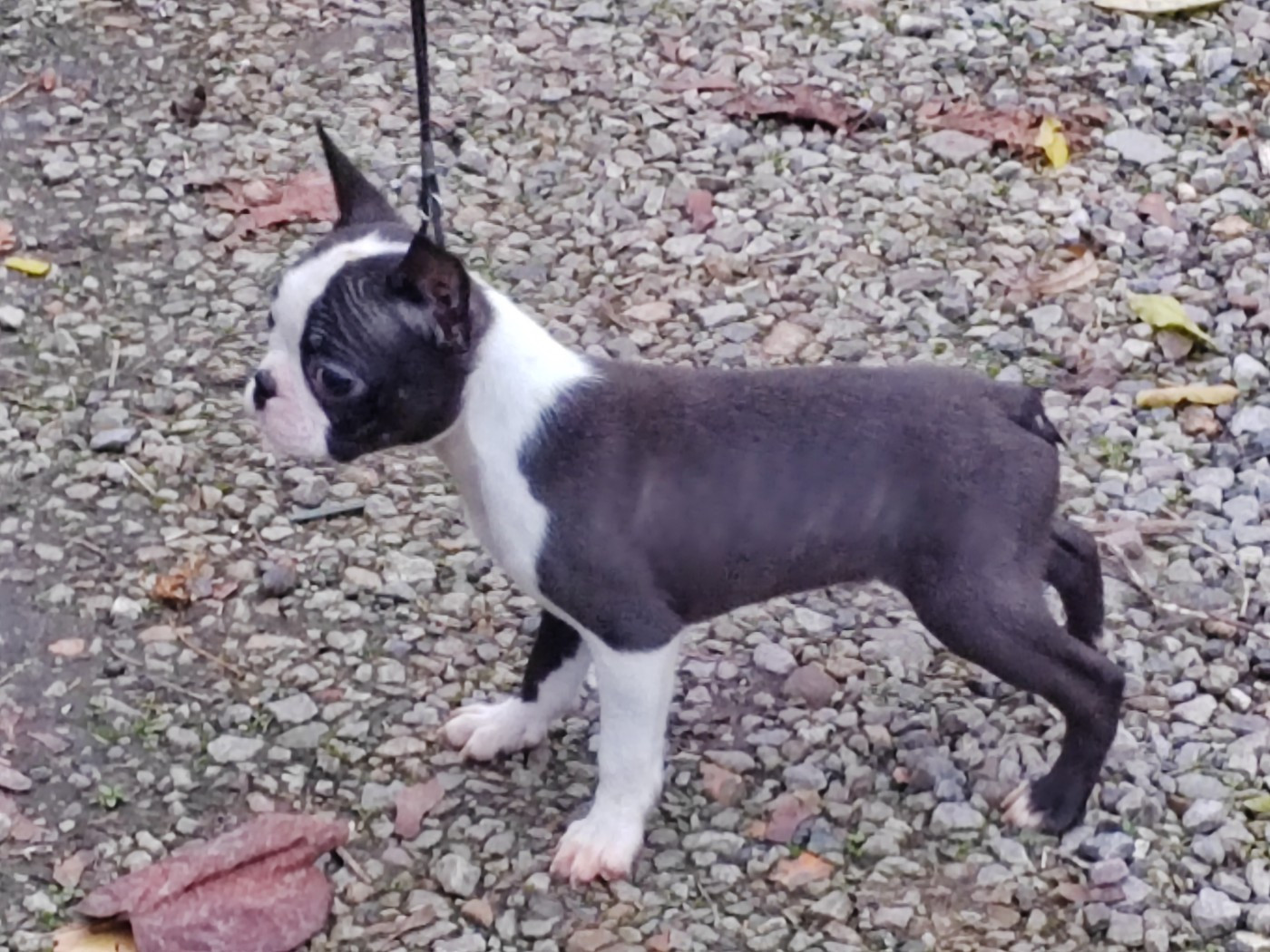 Du grand fresnoy - Chiots disponibles - Boston Terrier