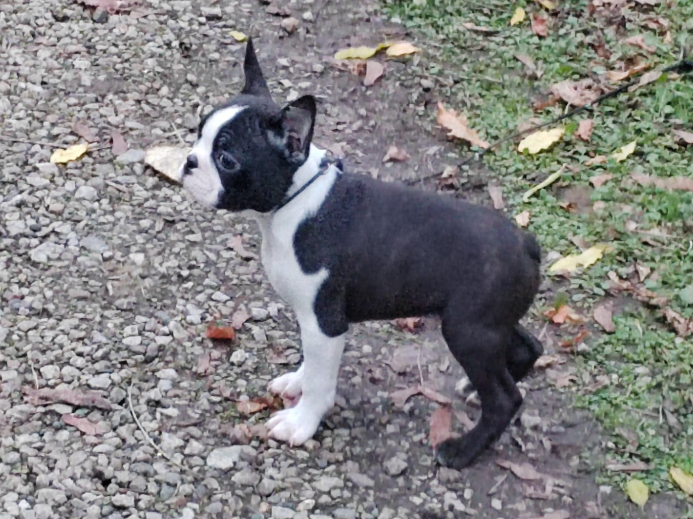 Du grand fresnoy - Chiots disponibles - Boston Terrier