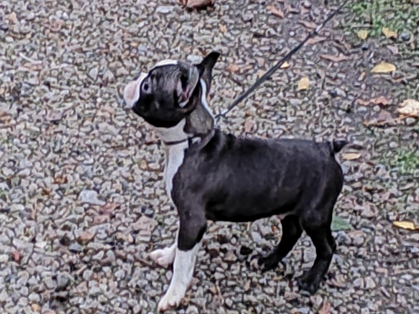 Du grand fresnoy - Chiots disponibles - Boston Terrier