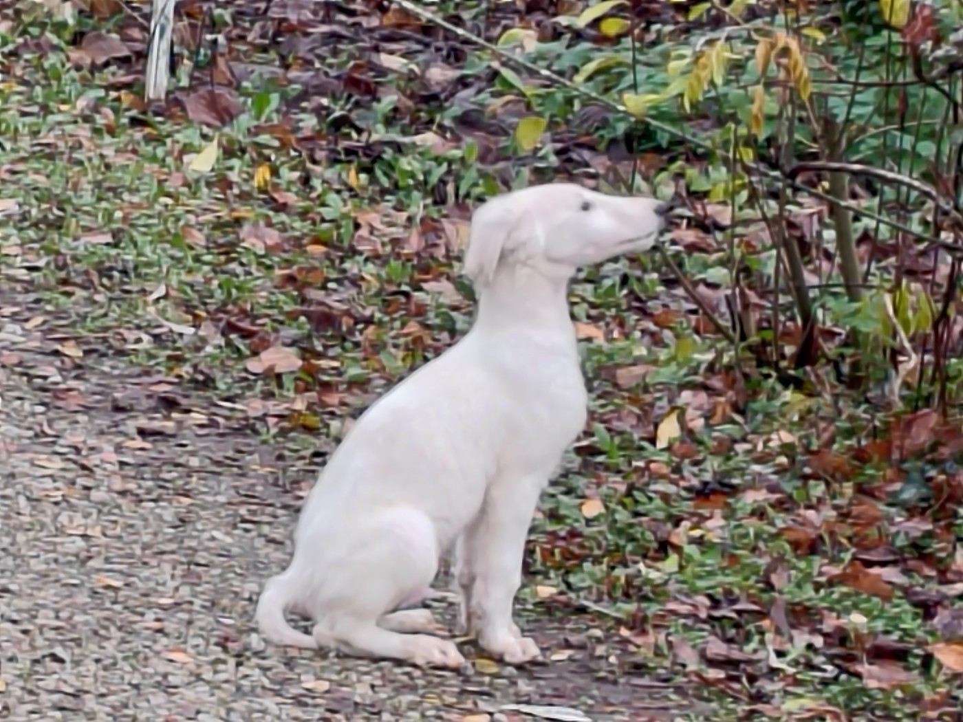 Du grand fresnoy - Chiots disponibles - Barzoi