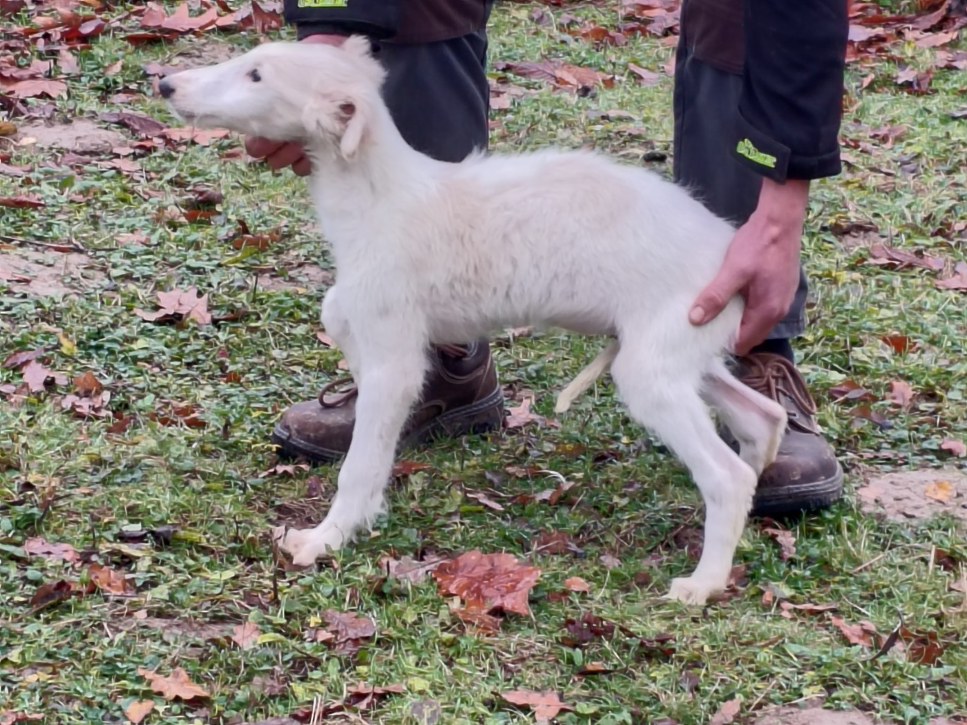 Du grand fresnoy - Chiots disponibles - Barzoi