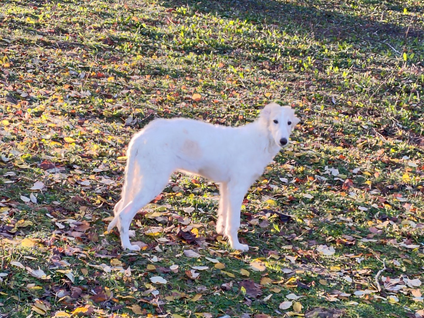 Du grand fresnoy - Chiots disponibles - Barzoi