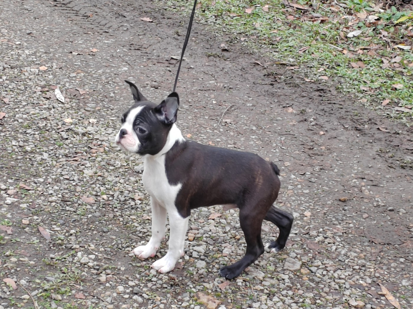 Du grand fresnoy - Chiots disponibles - Boston Terrier