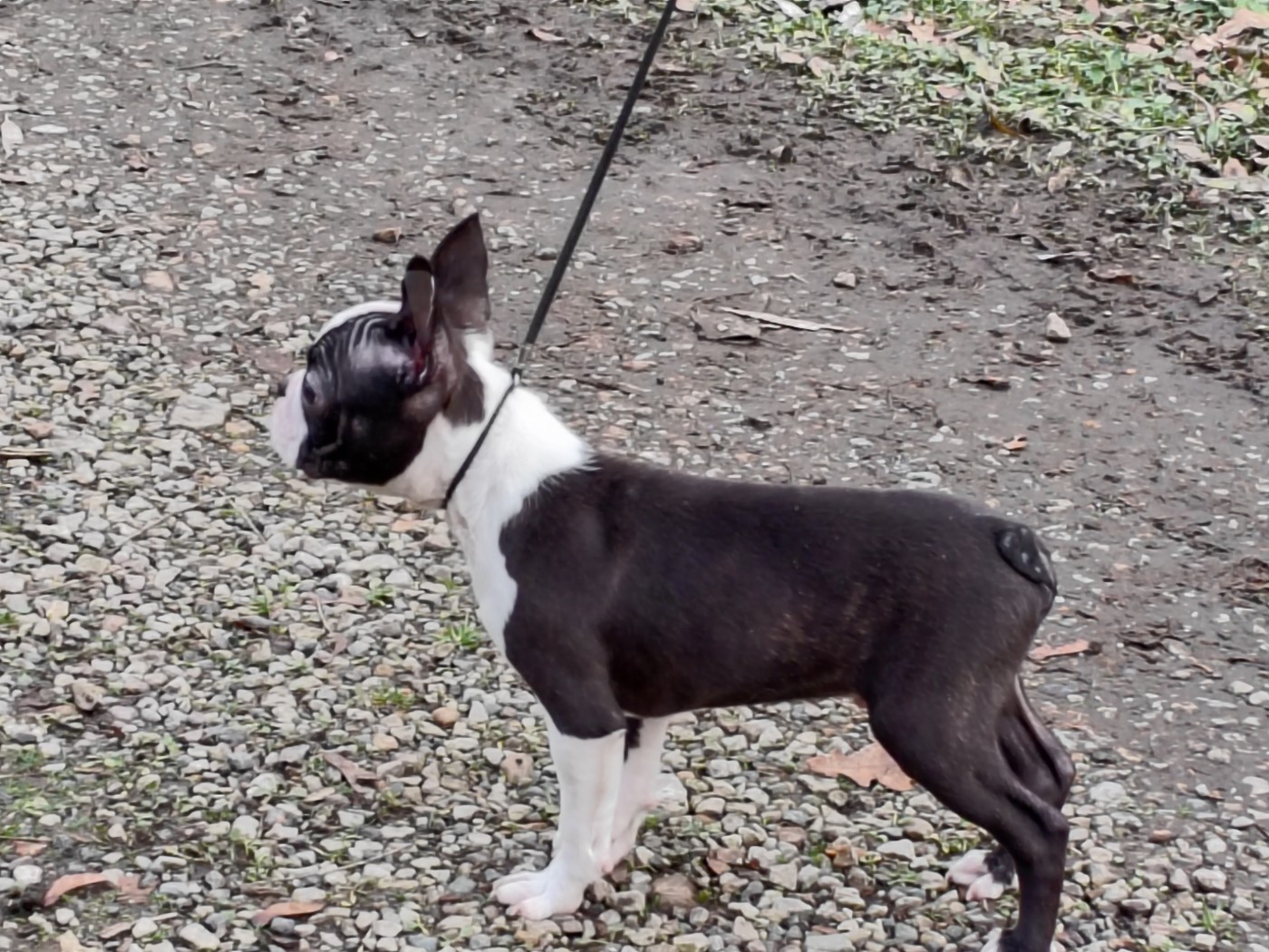 Du grand fresnoy - Chiots disponibles - Boston Terrier