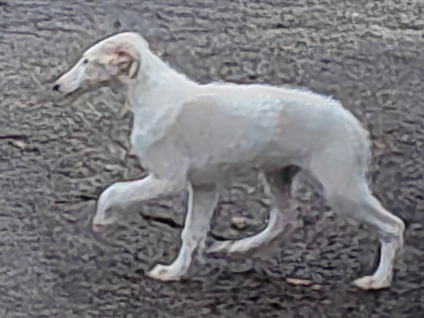 Du grand fresnoy - Chiots disponibles - Barzoi