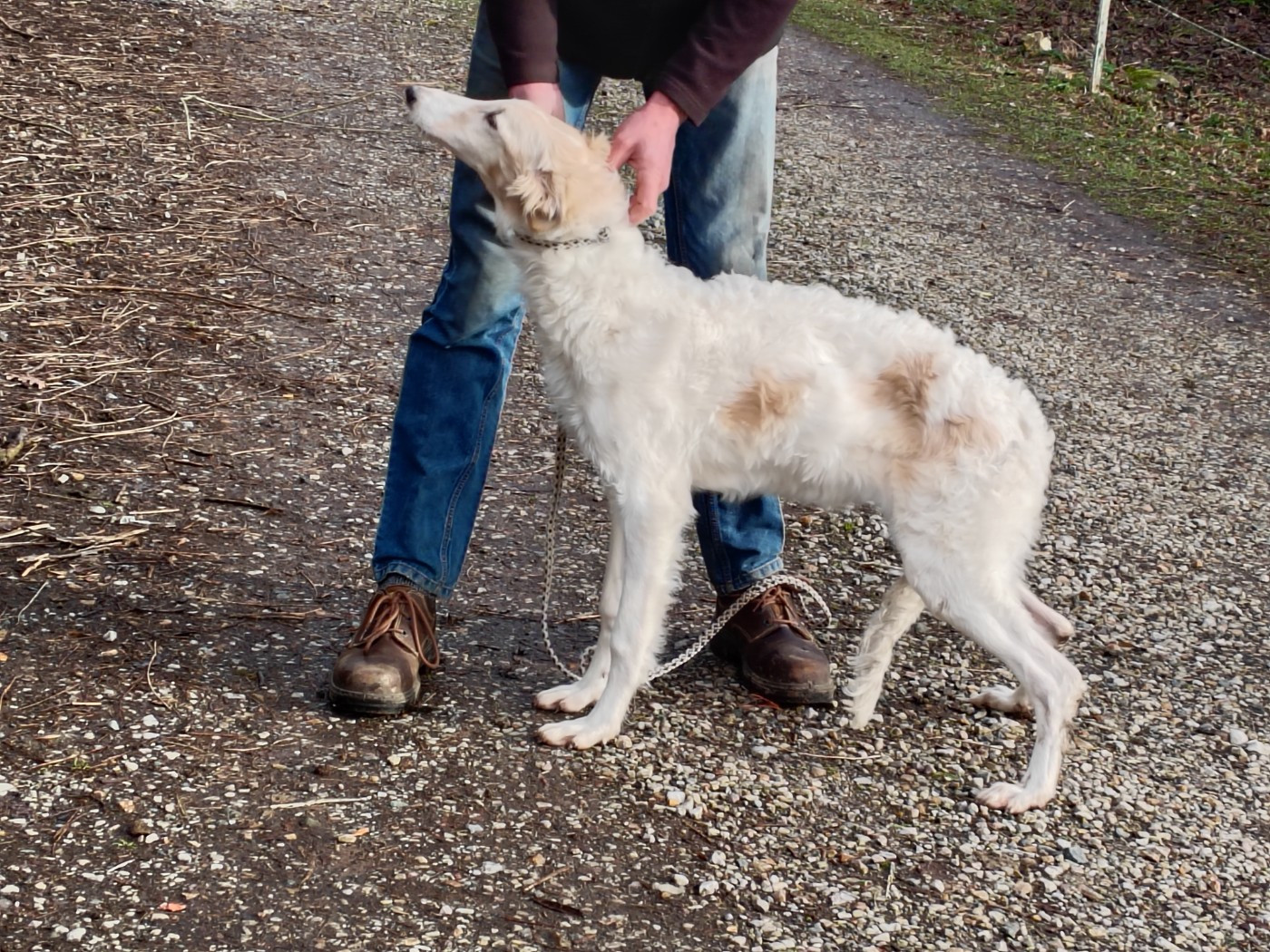 Du grand fresnoy - Chiots disponibles - Barzoi