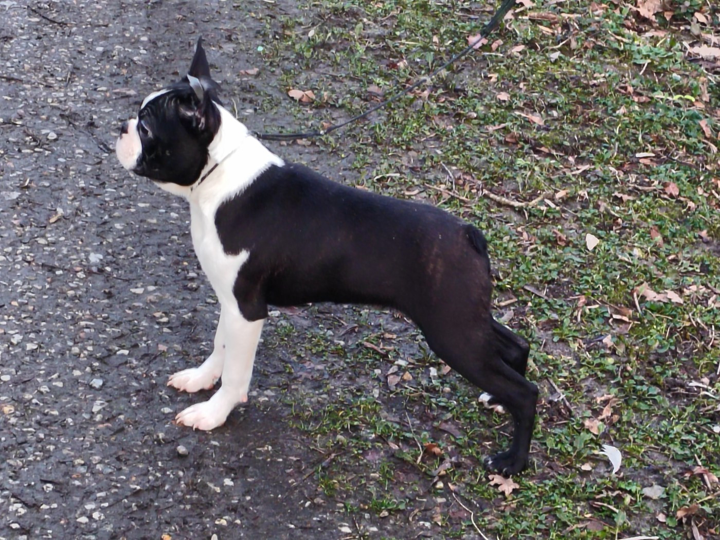 Du grand fresnoy - Chiots disponibles - Boston Terrier