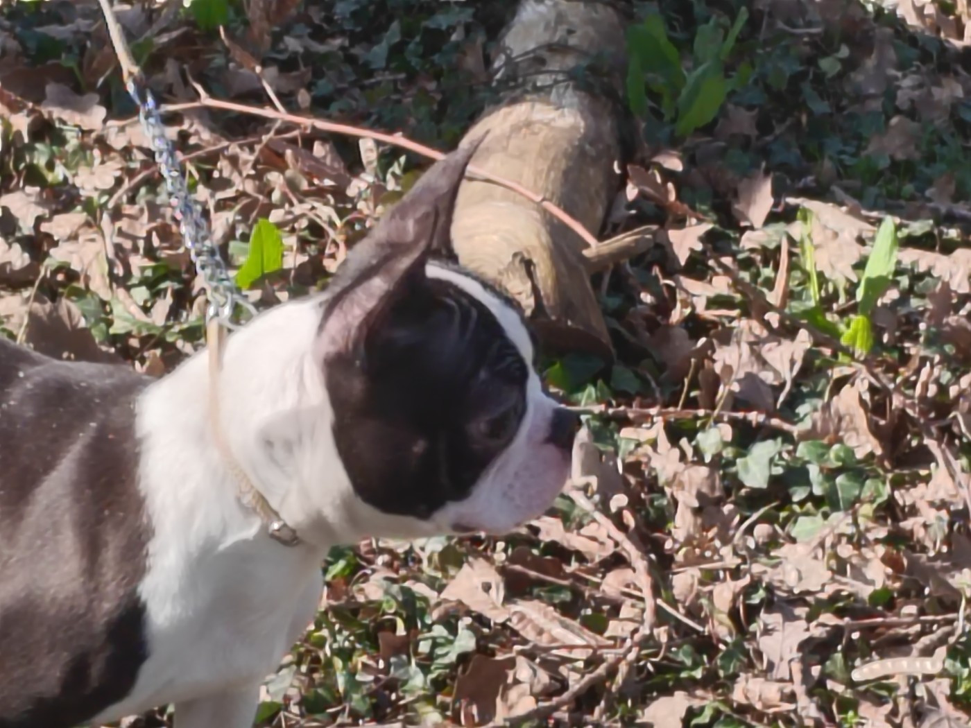 Du grand fresnoy - Chiots disponibles - Boston Terrier