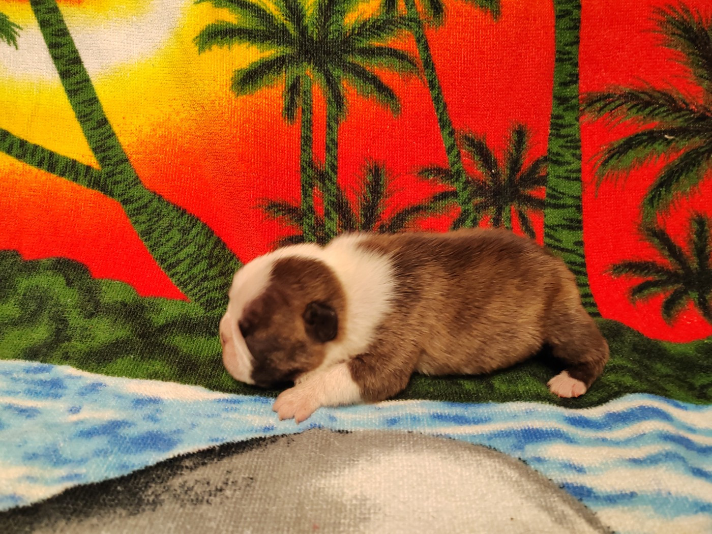 Du grand fresnoy - Chiots disponibles - Boston Terrier