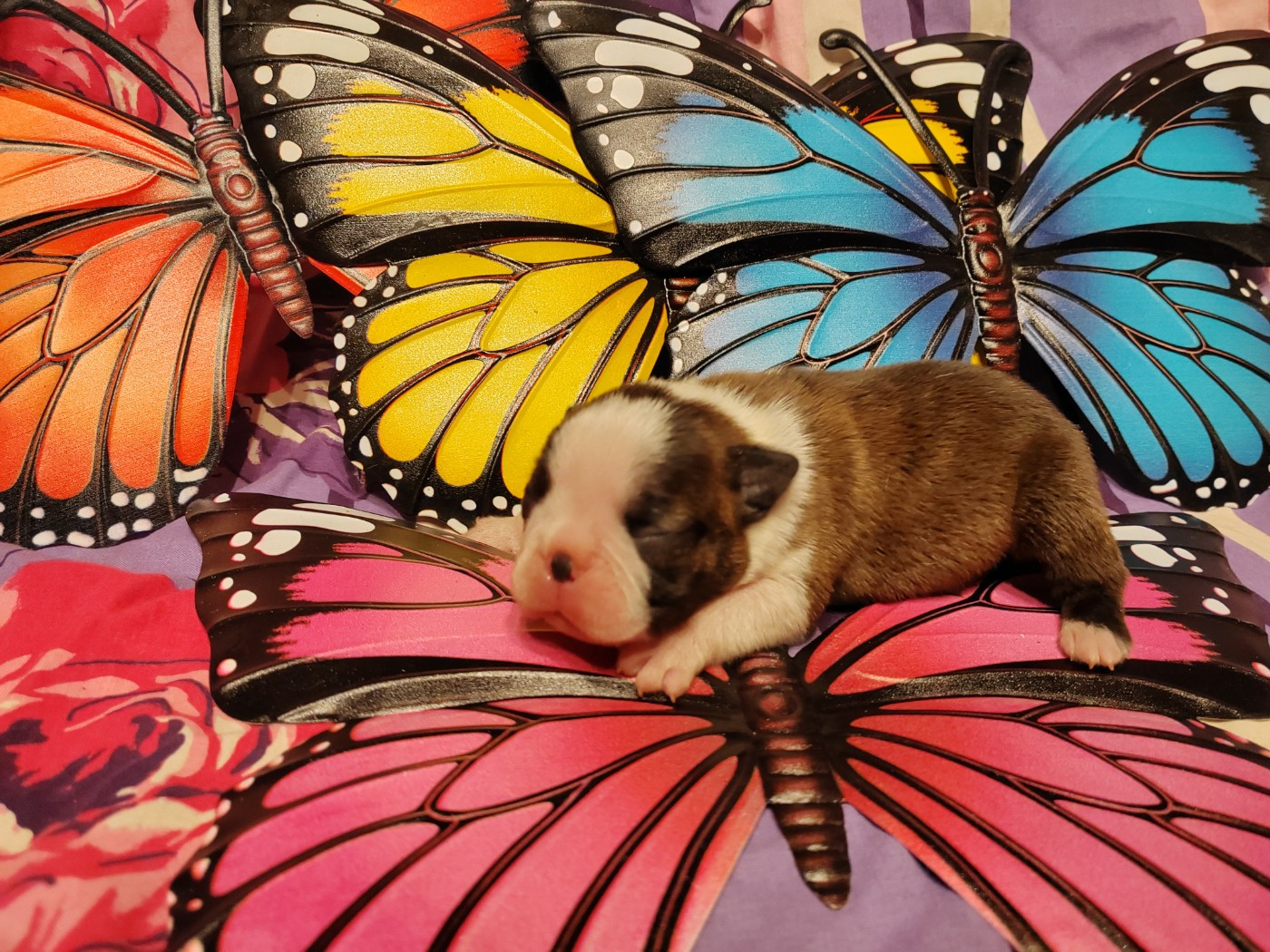 Du grand fresnoy - Chiots disponibles - Boston Terrier